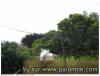 palombe a pigmentation blanche aout 2014