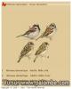 moineau domestique pour thierry 47