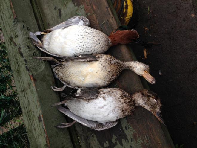 Le Forum De Palombe Com Chasse Au Canard Page2