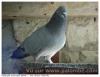 Bleu de gasgogne