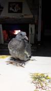 Notre compagnon pour manger