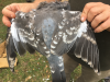 Plumage atypique