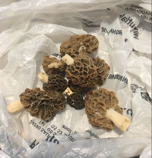 20230403074833morilles.jpg