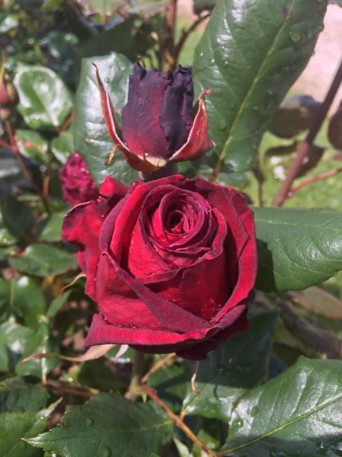 20230604081632blackbaccara0.jpg