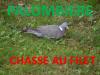 pancarte