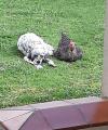 le chien et la poule