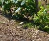 le capucin