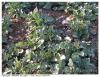 PLANT DE COLZA