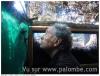 Visite palombière