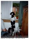Mon chien