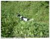 Chien