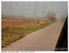Palombe