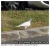 palombe blanche