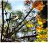 Moments de chasse (appelant)