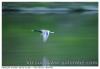 Colvert