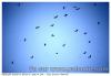 Migration