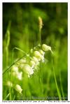 Fleure