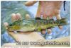 peche