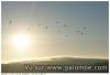 palombes