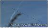 cormorans