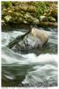 les eaux