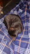 chatminou