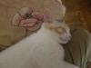 capucine