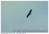 Cigogne noir