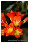 Clivia