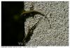 Lézard