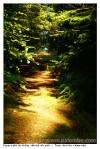 Chemins