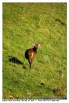 Cerf
