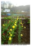 Tulipes