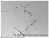 Vol de grues...