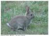 Jeune lapin