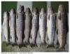 Pêche en Soule
