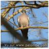 Palombe du 13 mars 2014