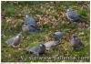 Grippe aviaire ?