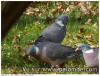 Grippe aviaire ?