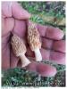 Morilles