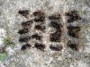 Frelons asiatiques
