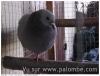 Pigeon