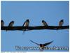Migration