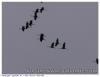 Grues en sologne
