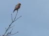 Rapace à l'affût