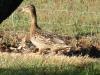 canne colvert