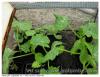 Semis courgettes
