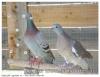 Pigeon voyageur