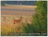 observation dans l'oise