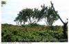 Arbre de pose